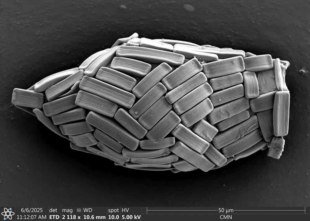 Cylindrifflugia bacillariarum